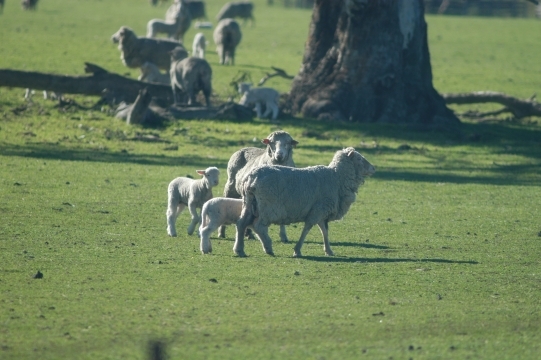 Lambswool sheep